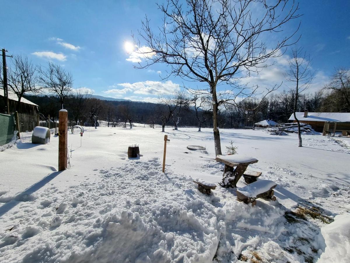 Casa Primitoare In Inima Naturii Si Padurii Rasca  외부 사진